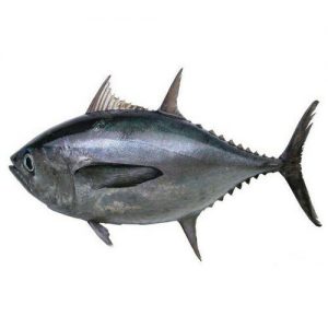 300x300 - ماهی تن ( هوور )