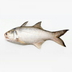 300x300 - ماهی راشگو