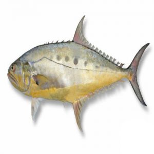 300x300 - ماهی سارم (مقوا سلیمانی)