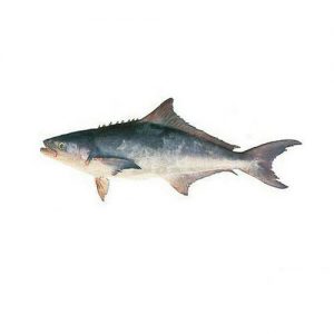 300x300 - ماهی سوکلا (سکن)