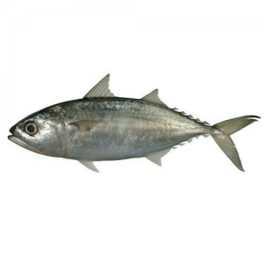 300x300 - ماهی طلال