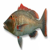 MahiSheri 500x500 200x200 - ماهی شعری ( گدیر )