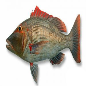 MahiSheri 500x500 300x300 - ماهی شعری ( گدیر )
