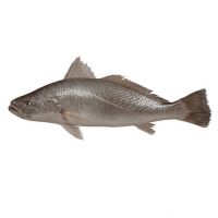 ماهی شوریده صادراتی