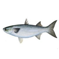 ماهی گاریز (زوری)