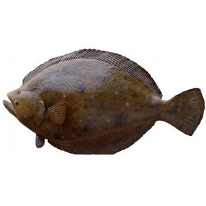 flounder 1 300x300 - ماهی کفشک کوچک