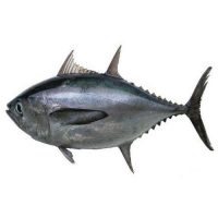 200x200 - ماهی تن ( هوور )