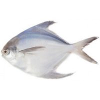 ماهی حلوا سفید ( زبیدی ) کوچک