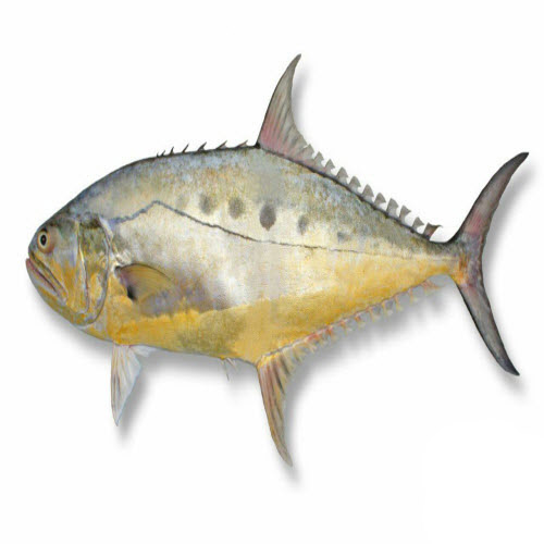 ماهی سارم (مقوا سلیمانی)