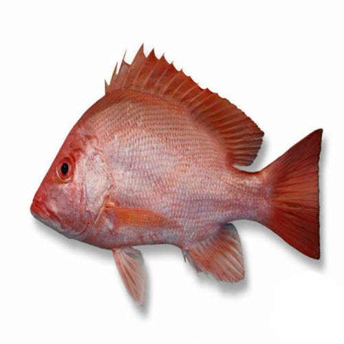 ماهی سرخو اصلی