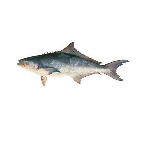 ماهی سوکلا (سکن)