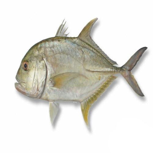 ماهی مقوا (جش)